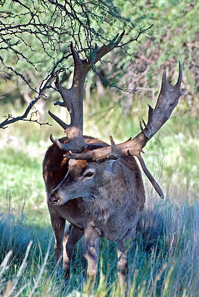 Matan reproductor del coto La Colorada