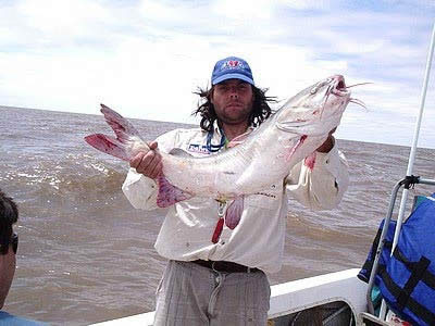 2&ordf; Fiesta Provincial del Bagre de Mar en Berisso