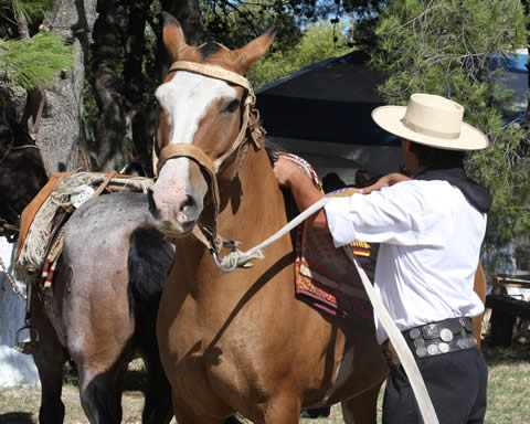Fiesta Provincial D&iacute;a Nacional del Gaucho