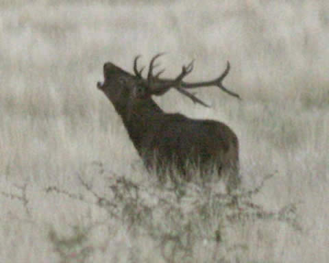 Avistaje de Ciervos en la época de Brama en la Reserva Natural Parque Luro