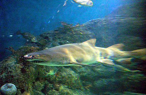 FOTO: Espectacular Acuario del Parque Temaikén en Escobar.